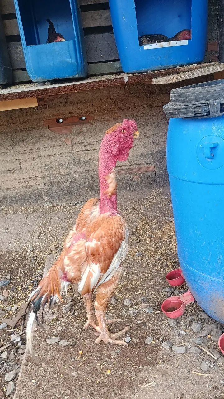 Frango asel bico curto  - Foto 2