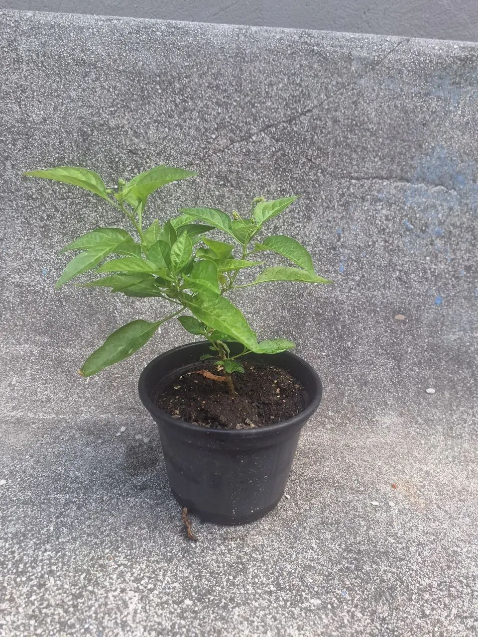 Muda Pimenta Malagueta
