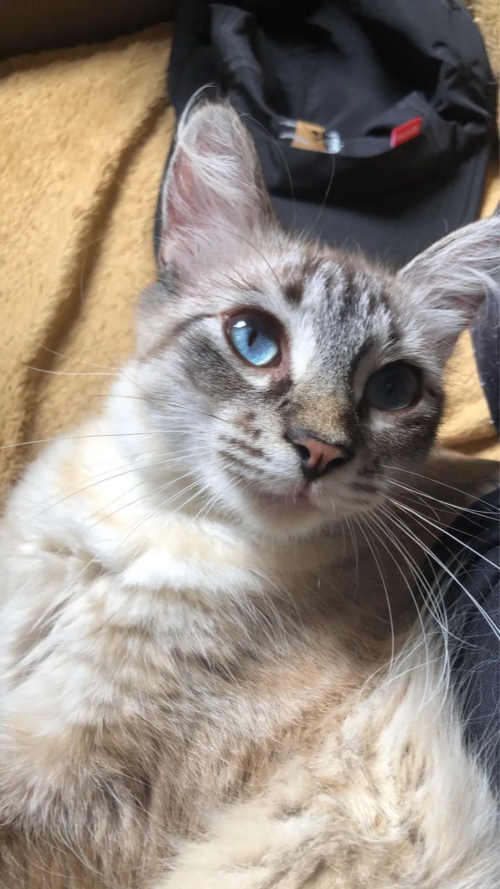 Doação gato macho castrado