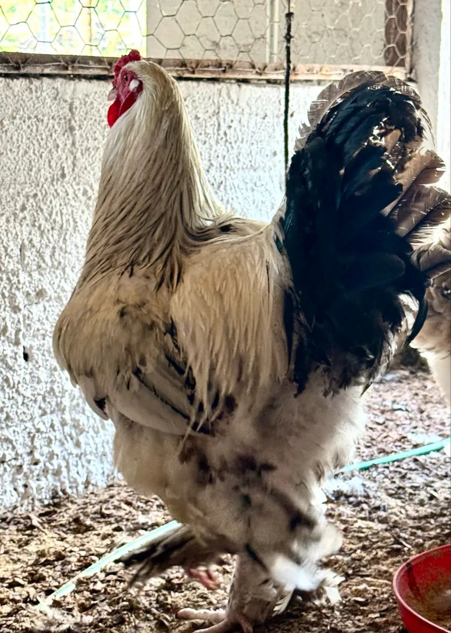 Galos Brahma - Foto 3