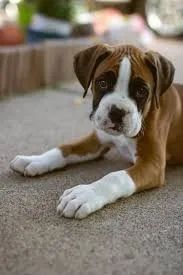 Boxer Protejo quem amo com alegria.
