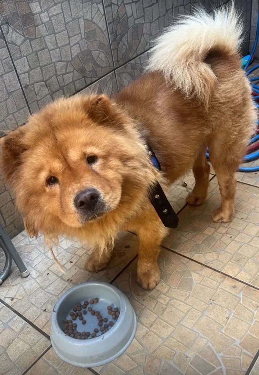 Macho Chow Chow 