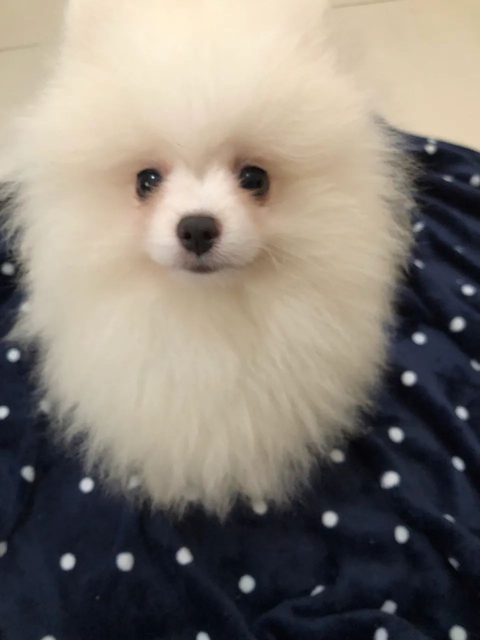 Lulu da Pomerania  - Foto 5
