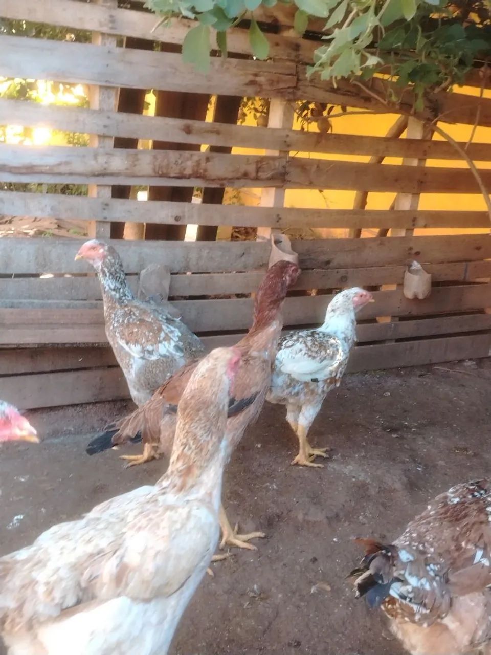 Frangas e galinhas indio gigante  - Foto 2