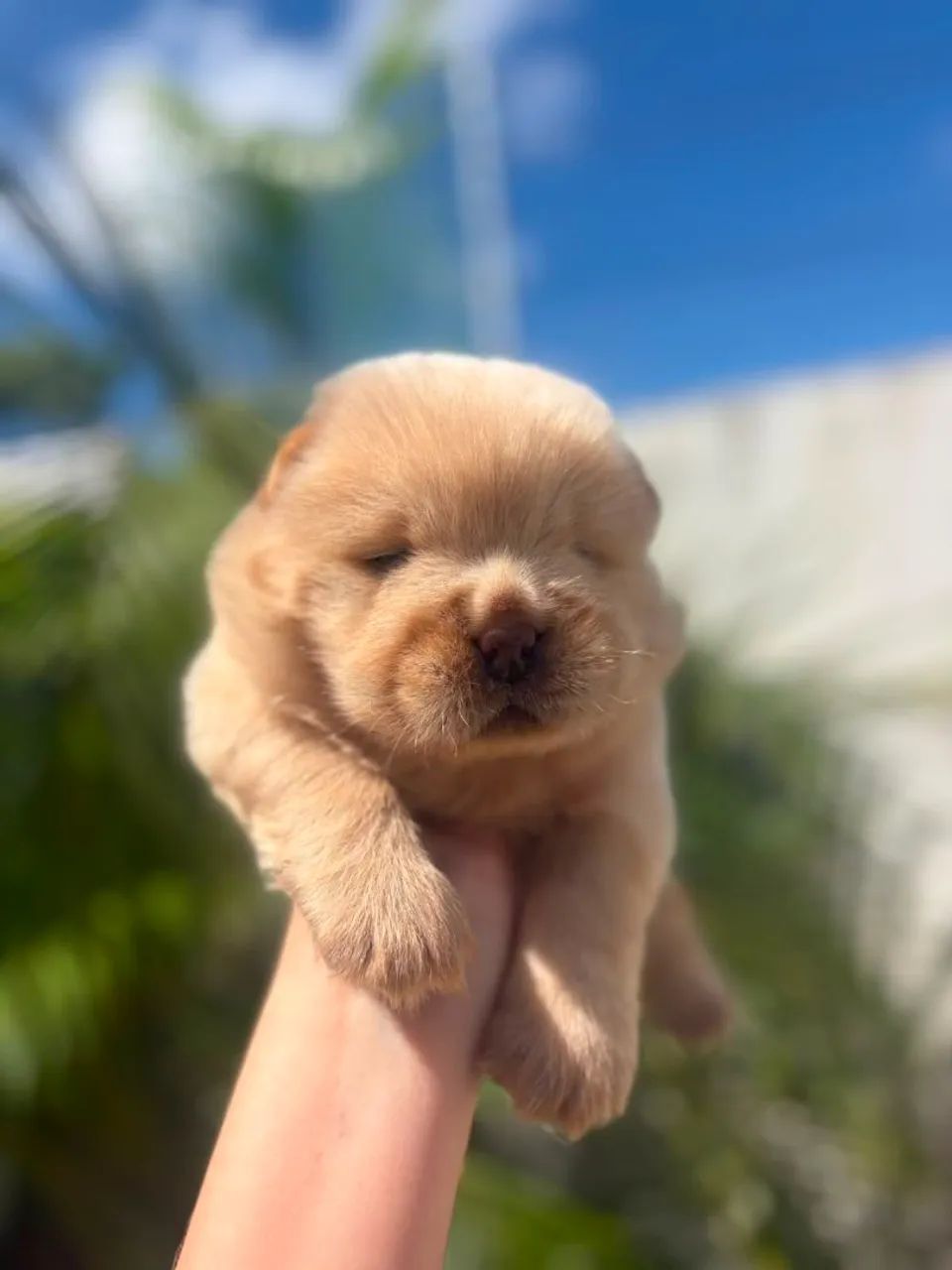 Chow chow creme - Foto 2