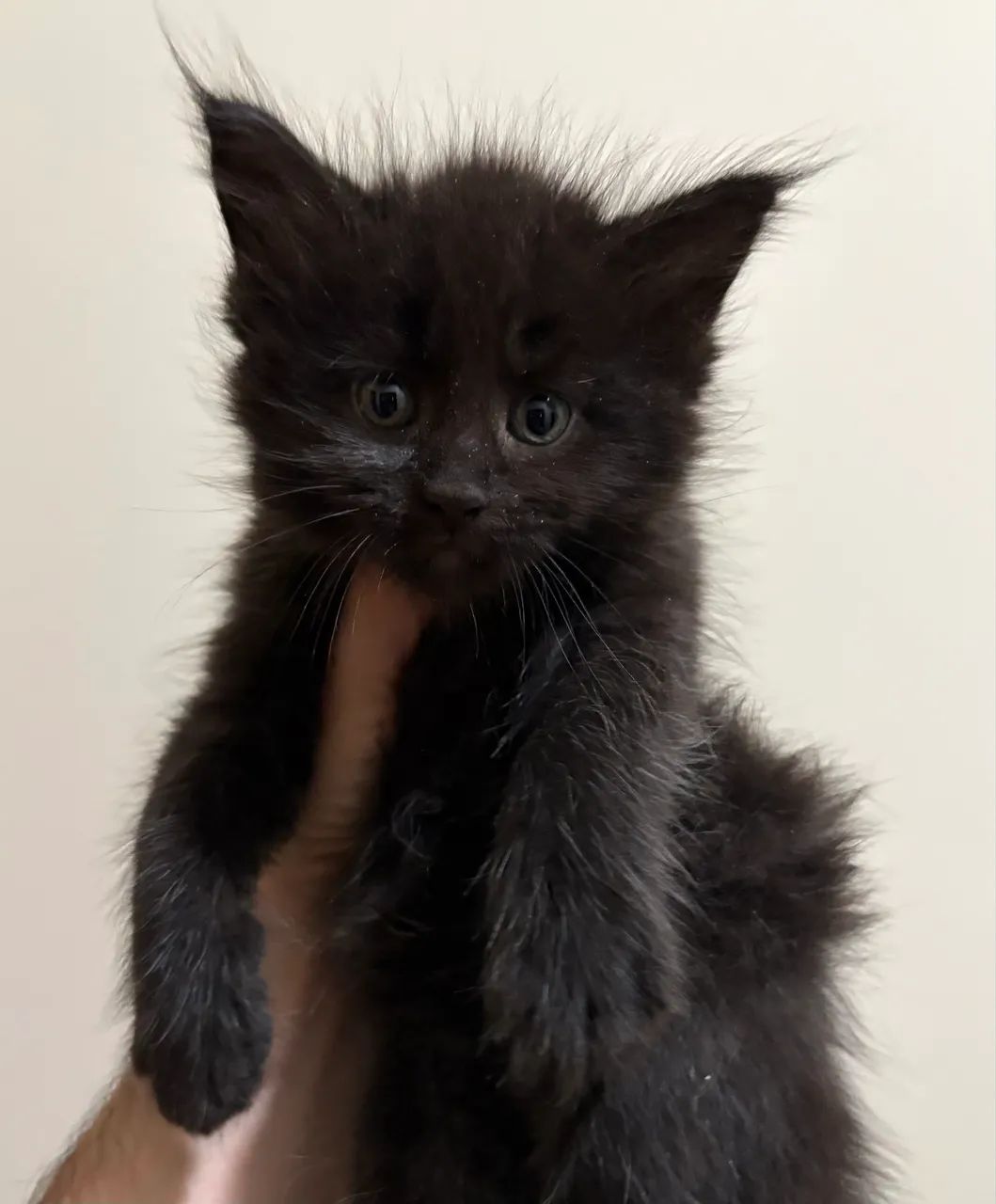 Filhotes de gato Maine Coon disponíveis  - Foto 4