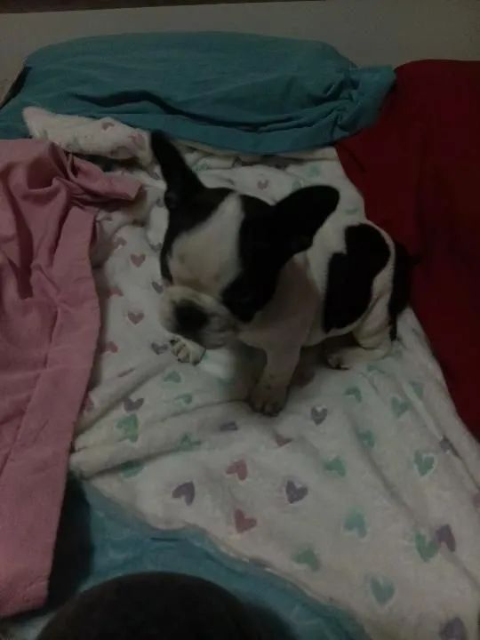 Dog $
