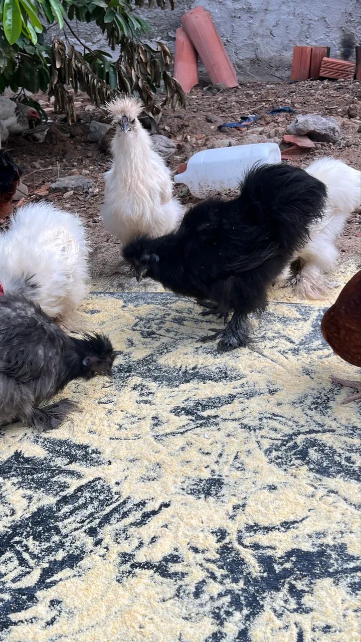 Sedosas do Japão  - Foto 6