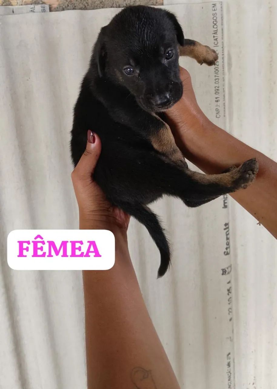 Doação  - Foto 3