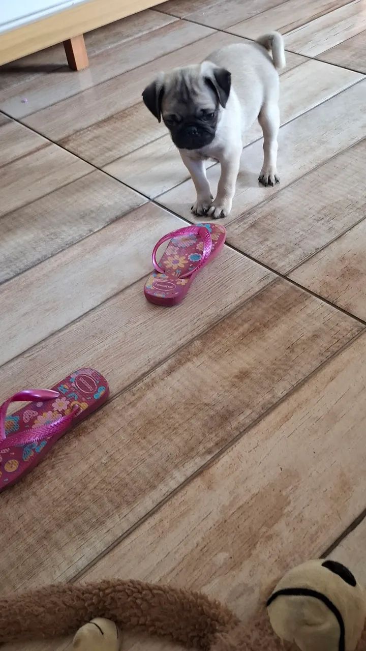 Pug - Foto 2