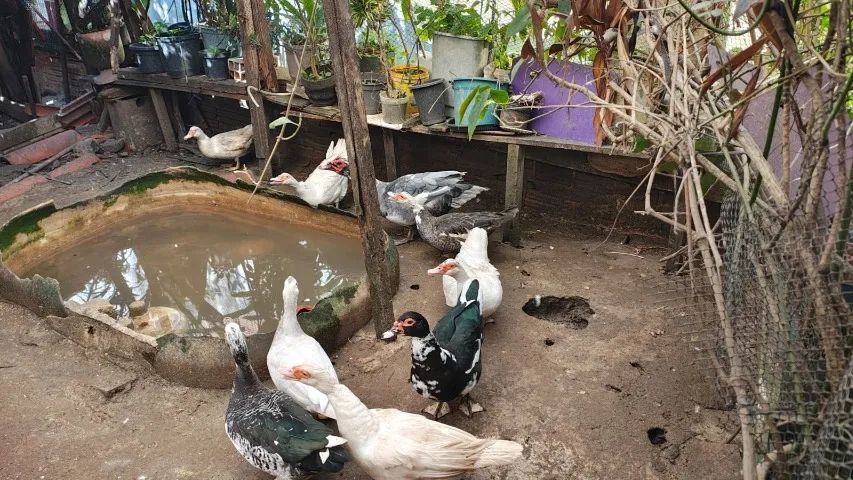 criação patos - Foto 2