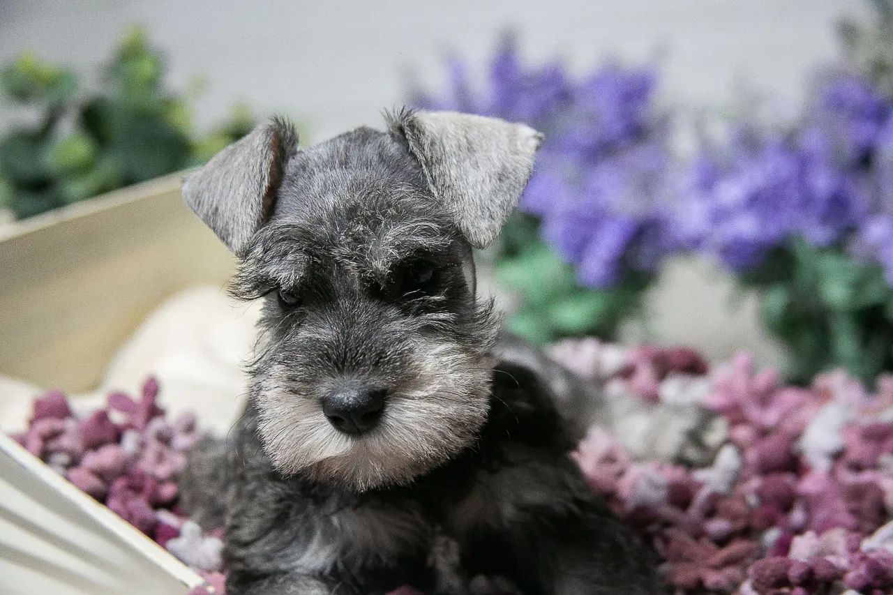Schnauzer miniatura  - Foto 3