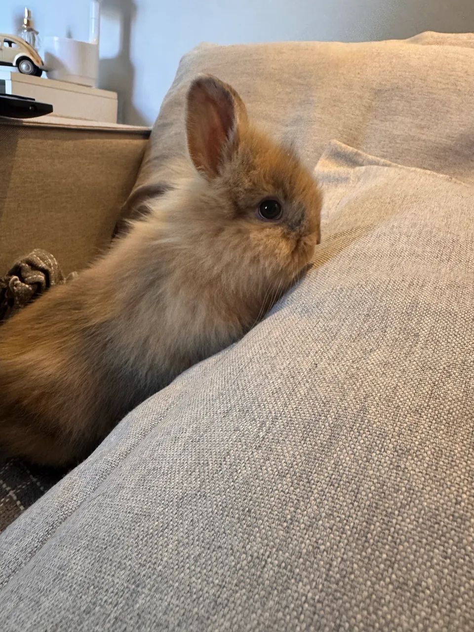 Vendo coelhos