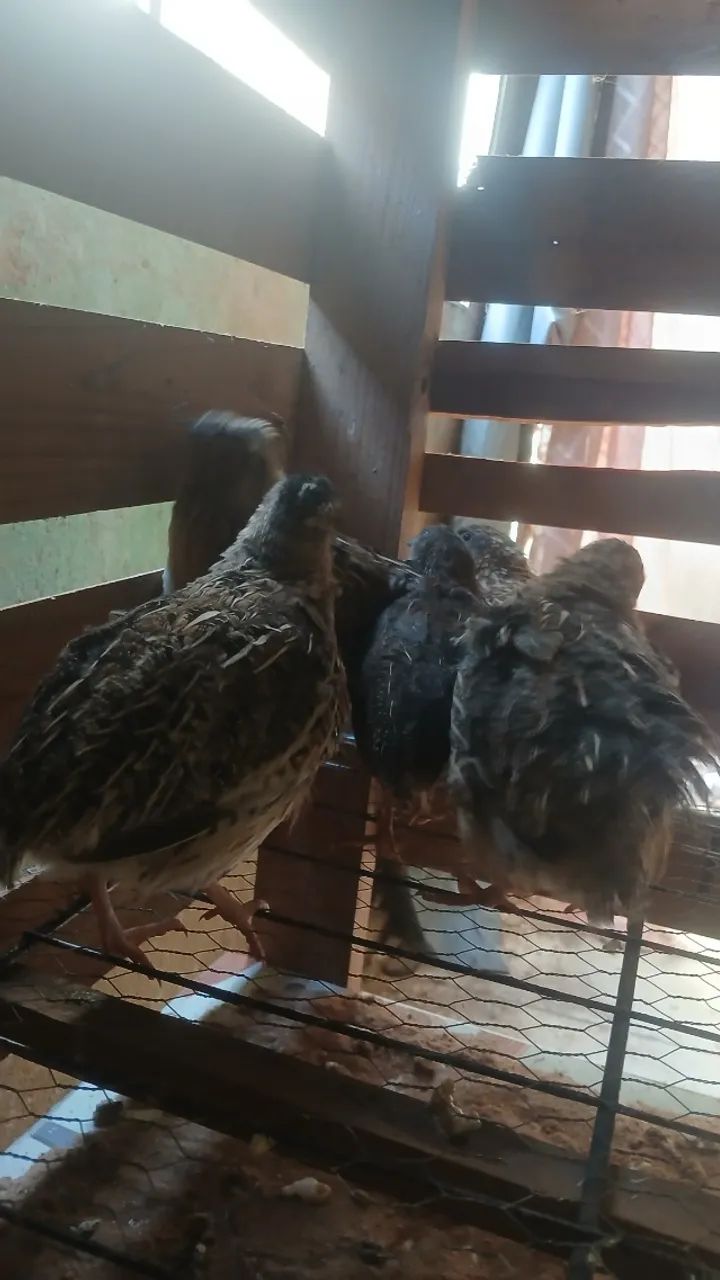 Codornas - Foto 3