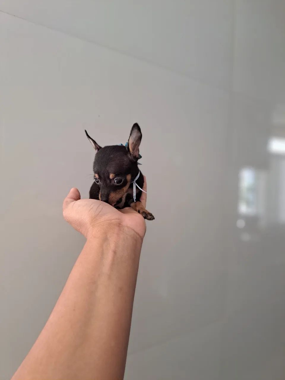Miudinho pinscher zero 