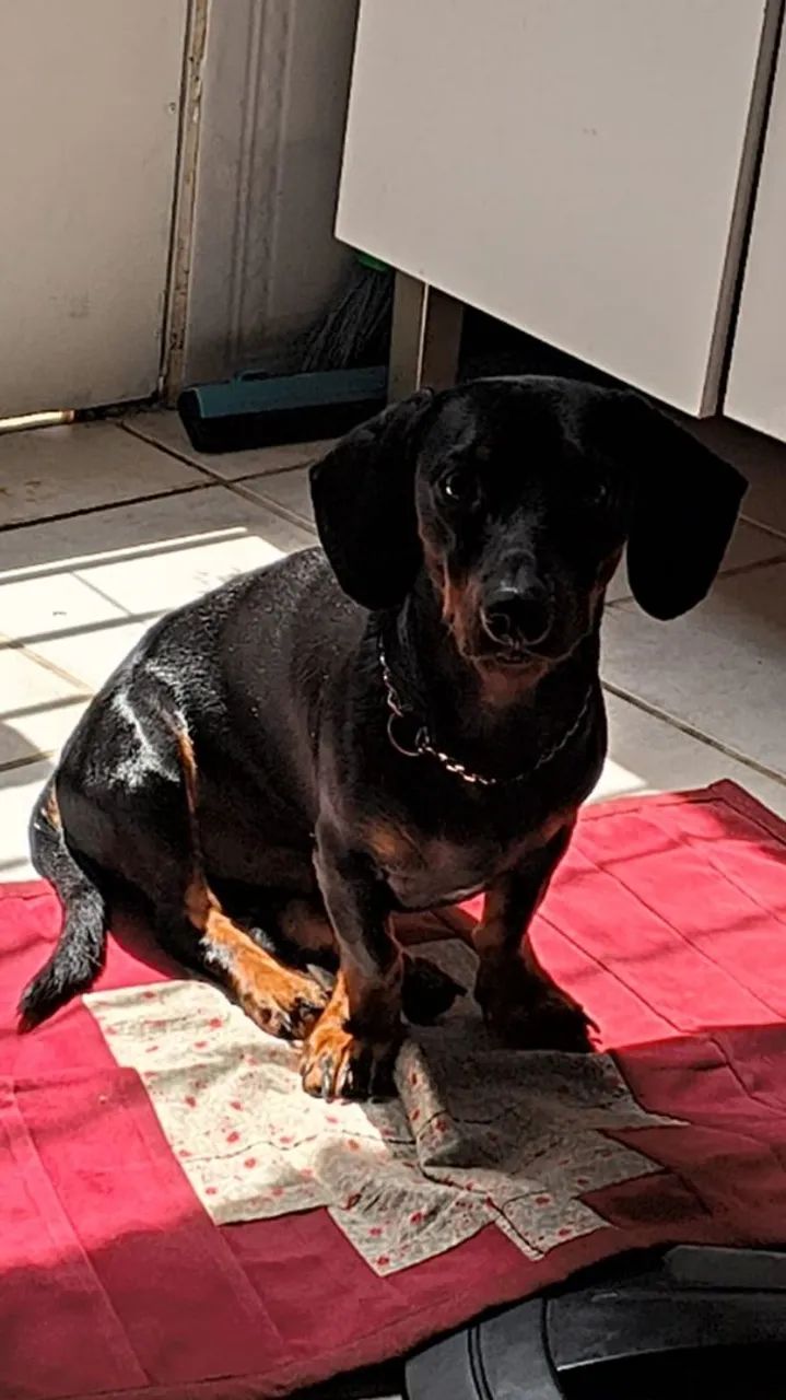 Dachshund (teckel) macho em busca de namorada  - Foto 2