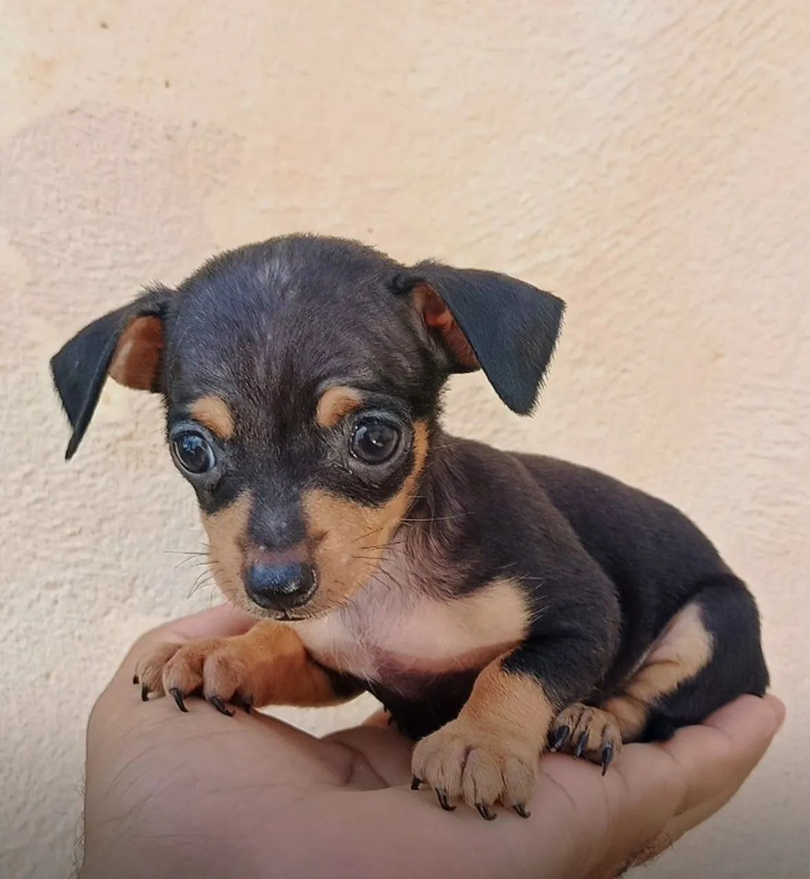 Pinscher Zero (macho)