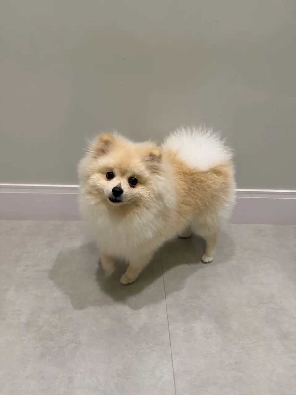 Doa Spitz Alemão 
