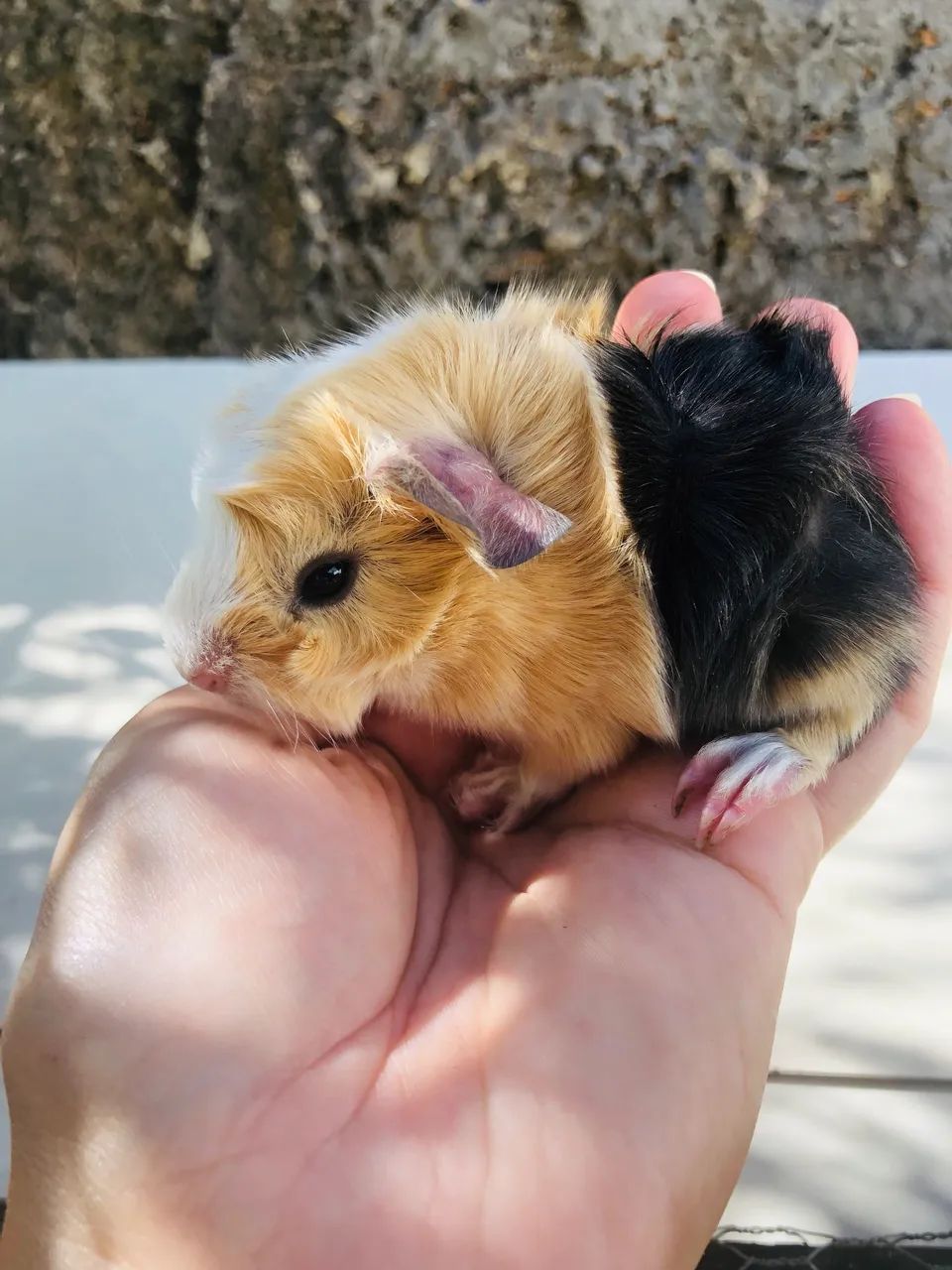 Porquinho da Índia  - Foto 3