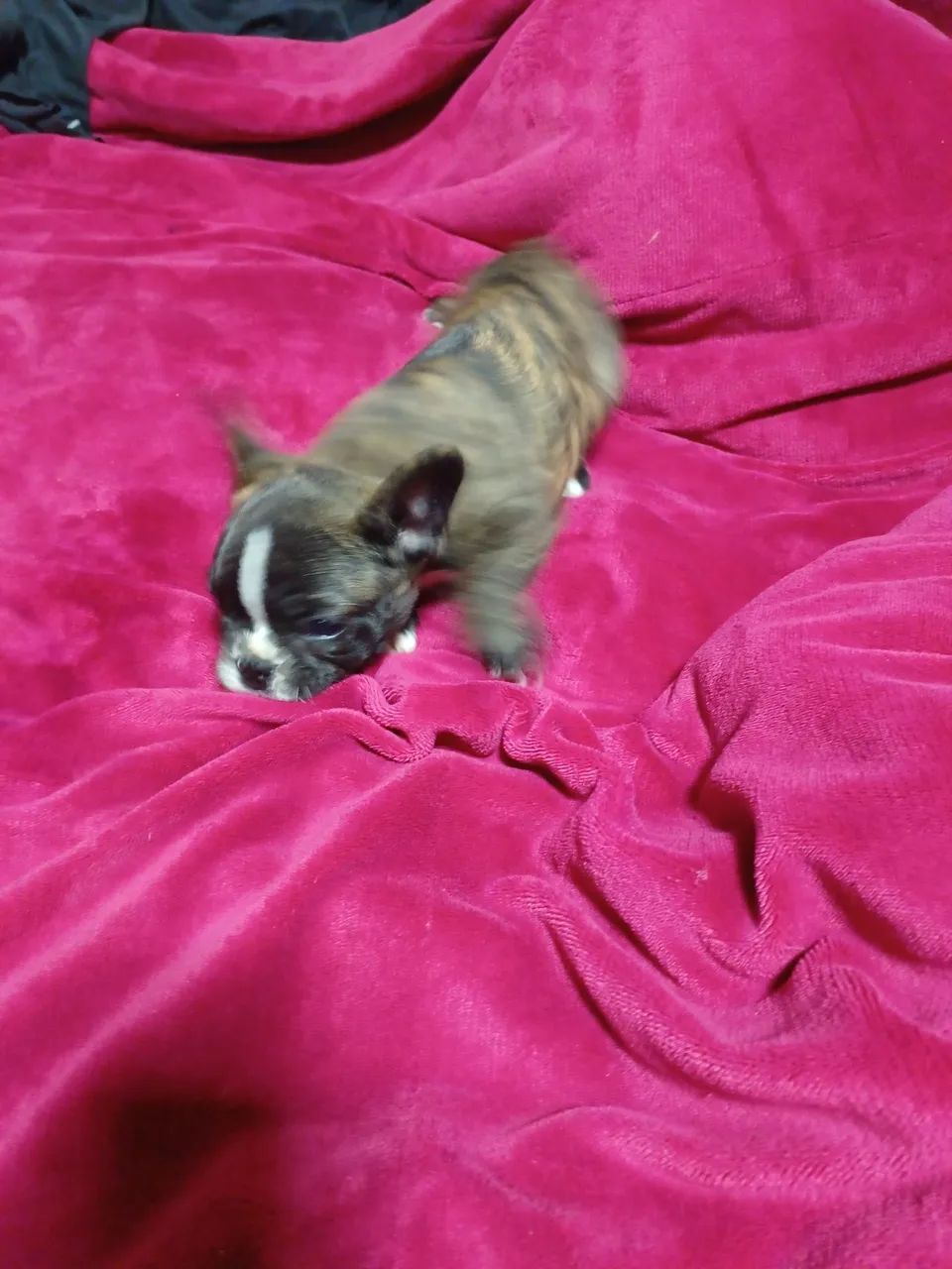 Buldogue francês  - Foto 2