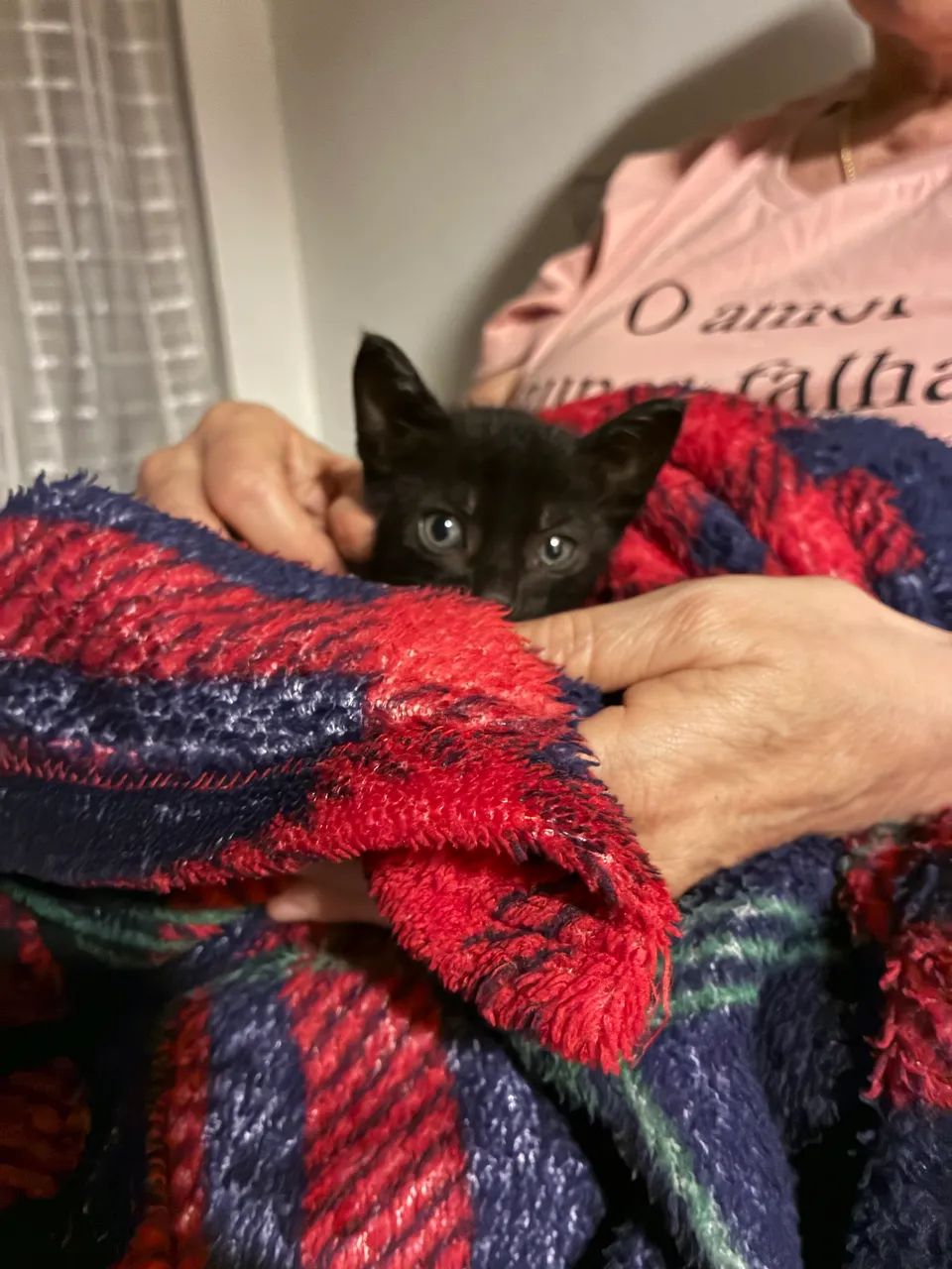 Gato