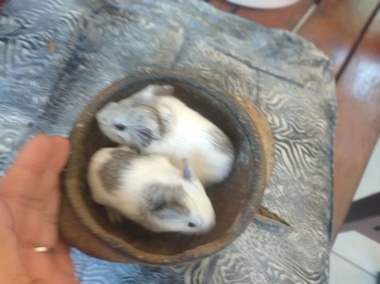 Seu pet ideal  - Foto 6