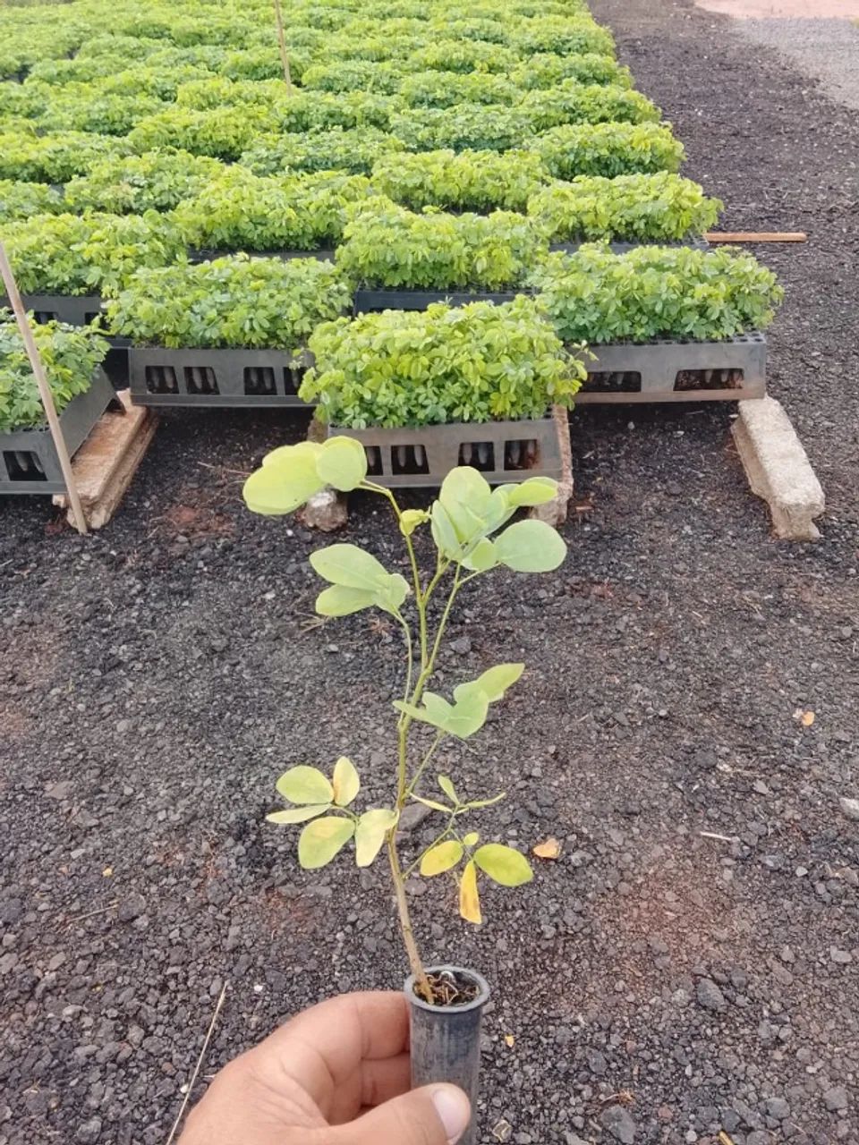 MUDAS DE SANSÃO DO CAMPO - Foto 5