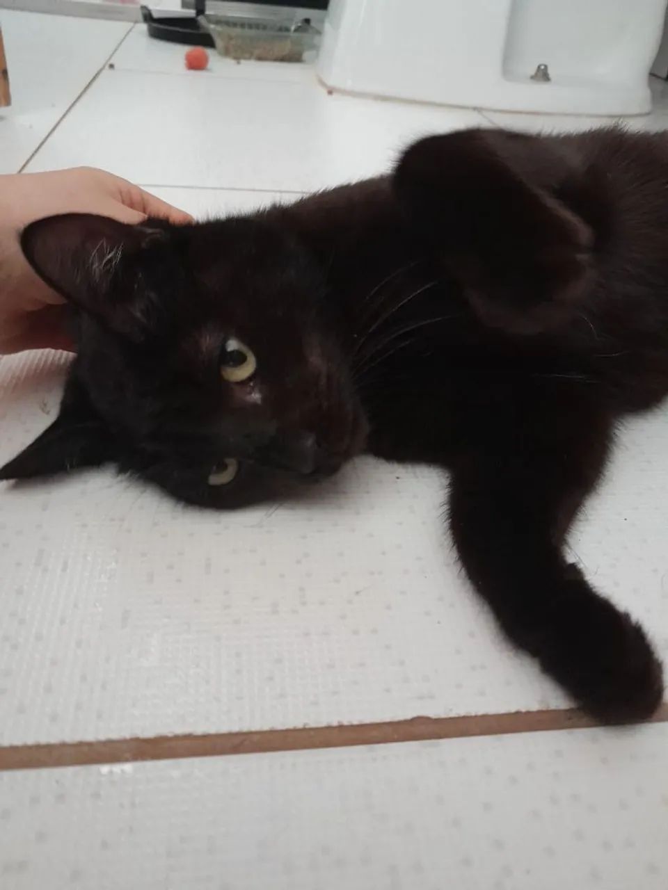 Doação de uma gatinha - Foto 2