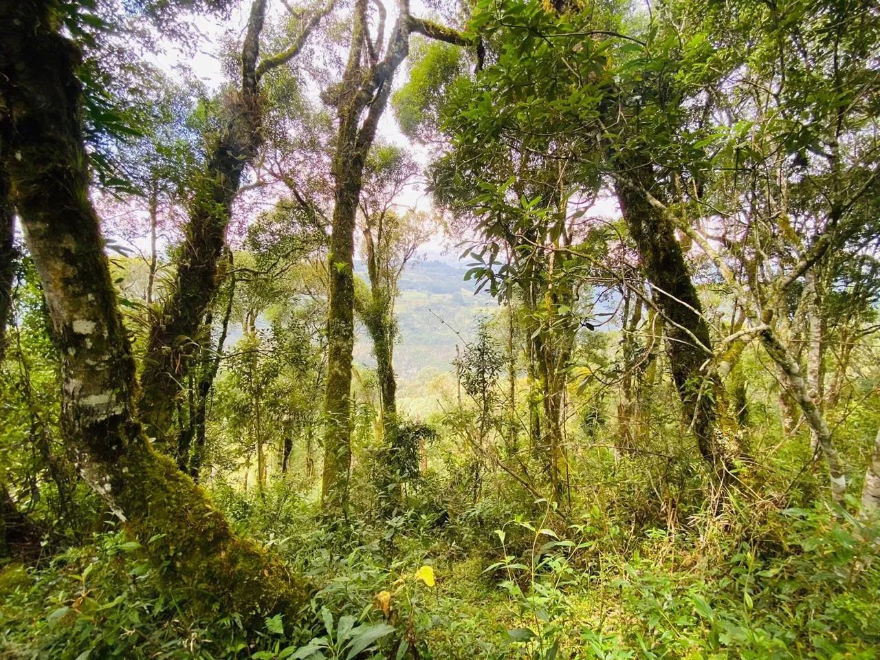 Imóvel para venda 2 hectares na Serra Catarinense - Foto 4