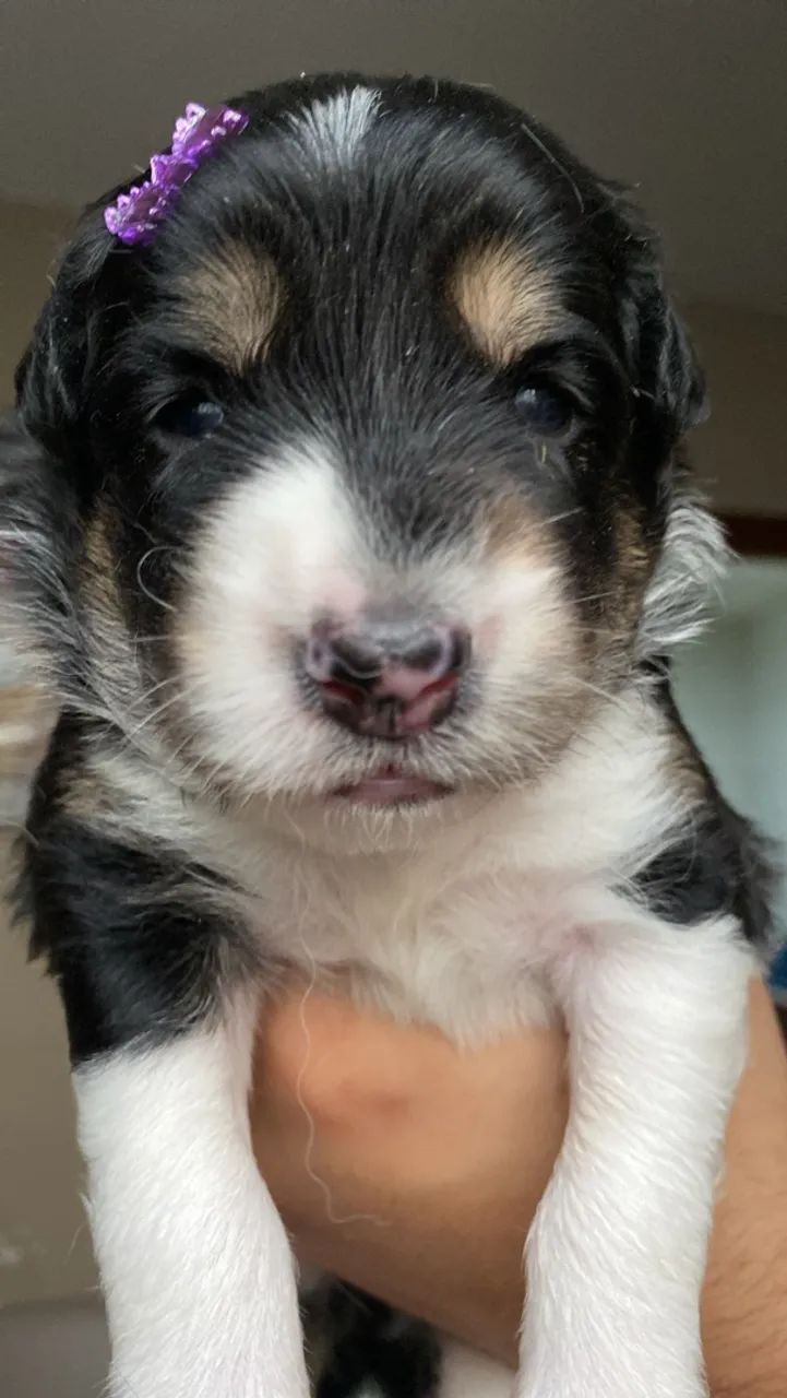 Border collie 