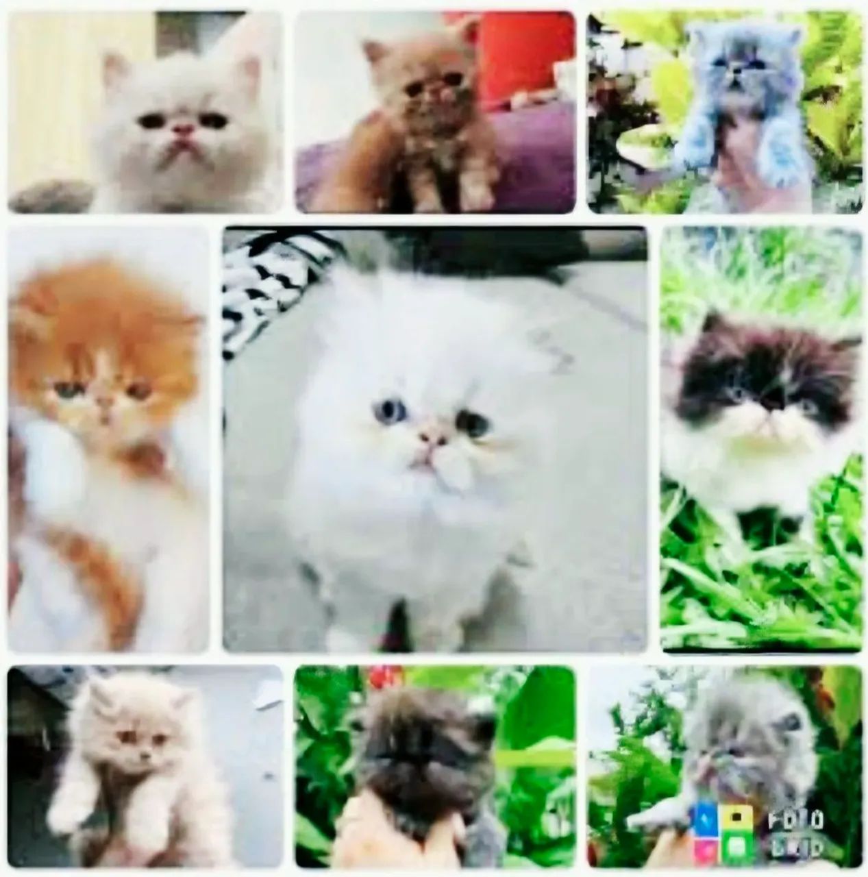 Gatos Persa Para Entrega Final Do Mês - Foto 2