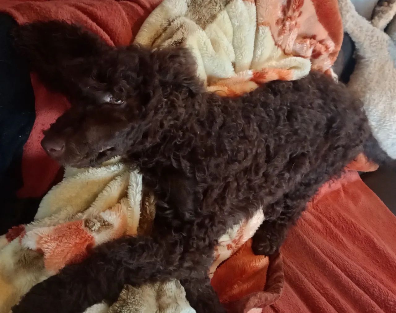 Poodle Standard chocolate filhotão  - Foto 3