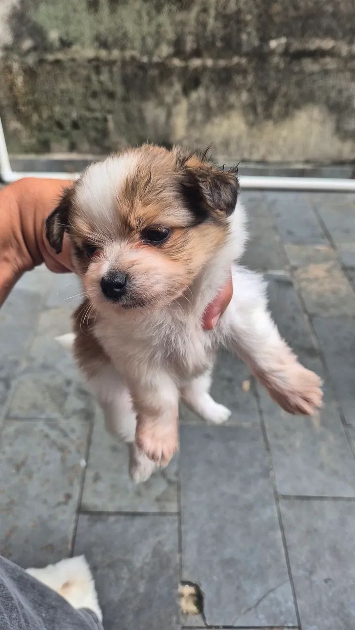 Filhotes Lhasa apso macho - Foto 3