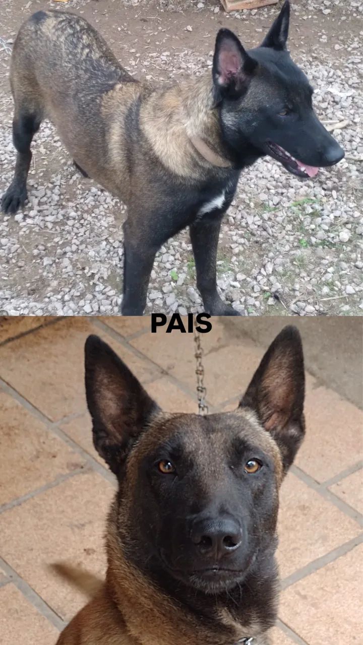 Filhote Pastor Belga Malinois - Foto 4