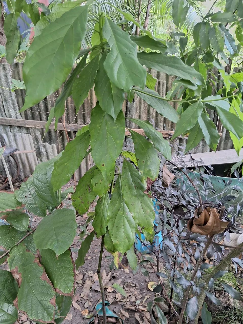 Plantas frutíferas  - Foto 3