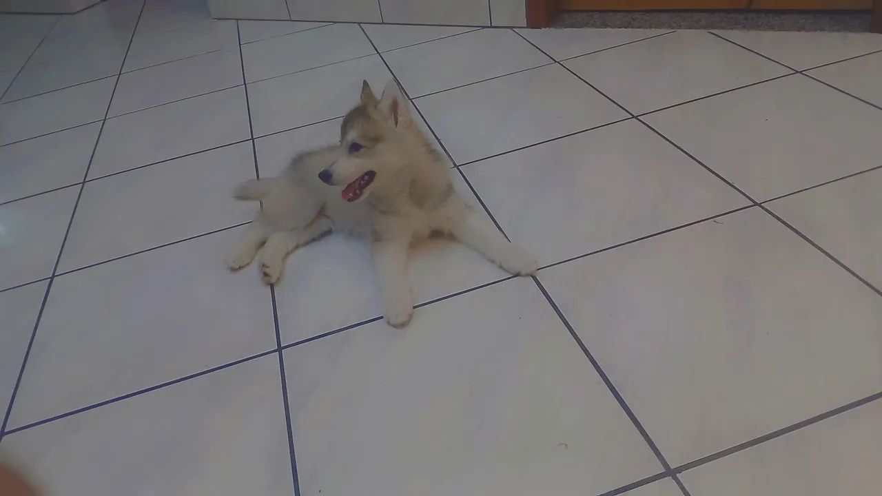 Husky Siberiano  - Foto 4