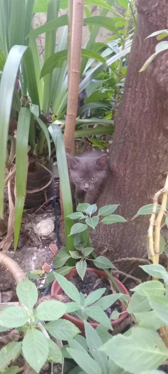 Gatinho 1 2  meses doação urgente 