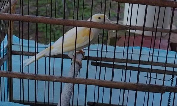 Disponível  - Foto 2