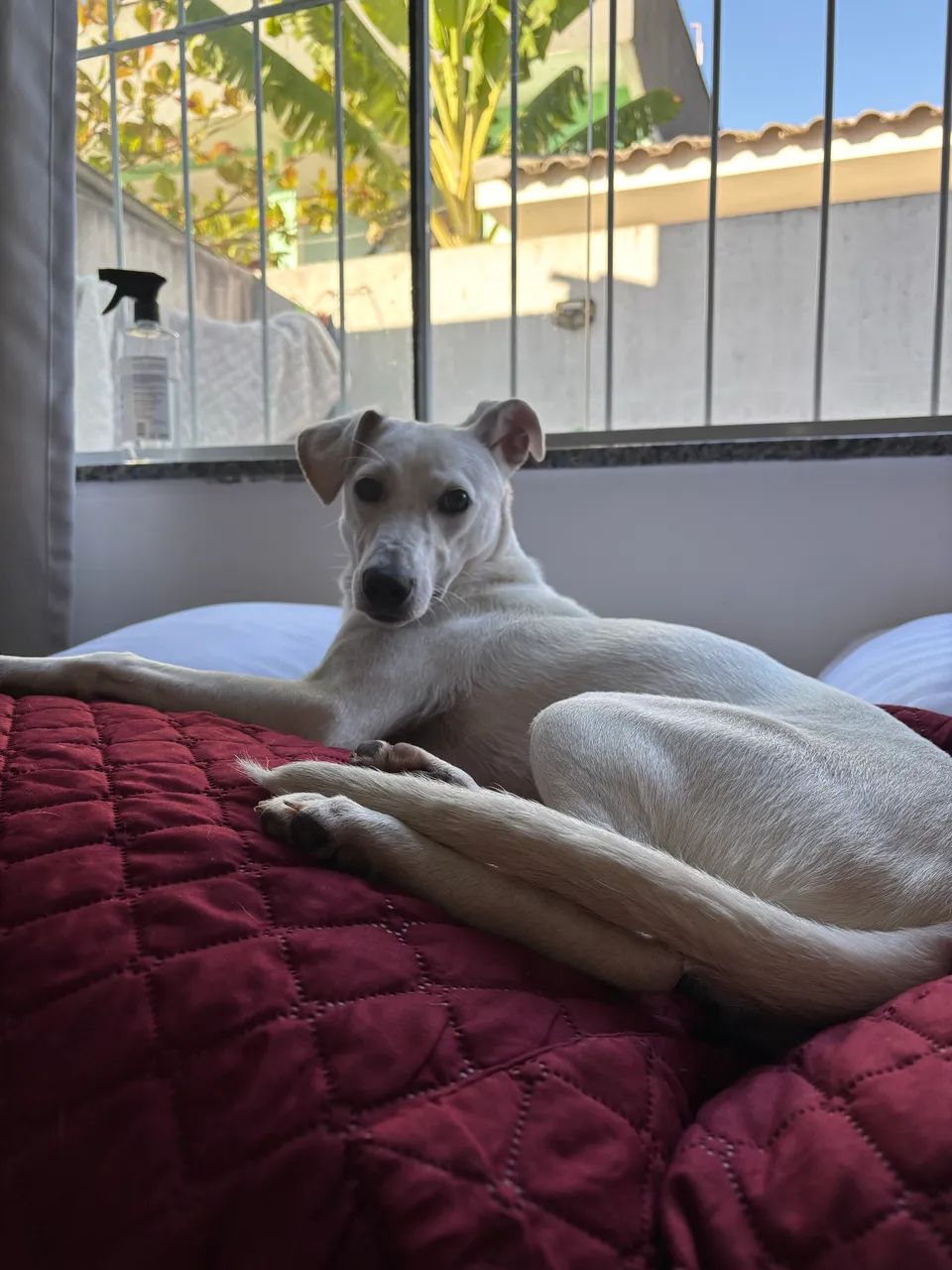Doação pet - Foto 5