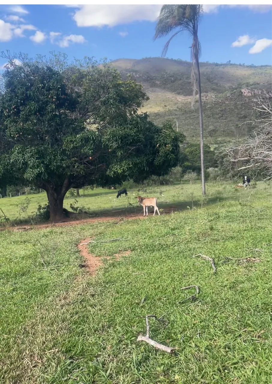 Terreno 36 Ectares. - Foto 4