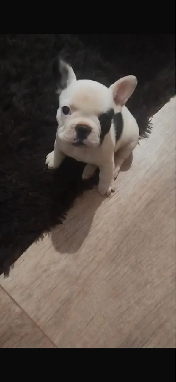 Cachorro  - Foto 2