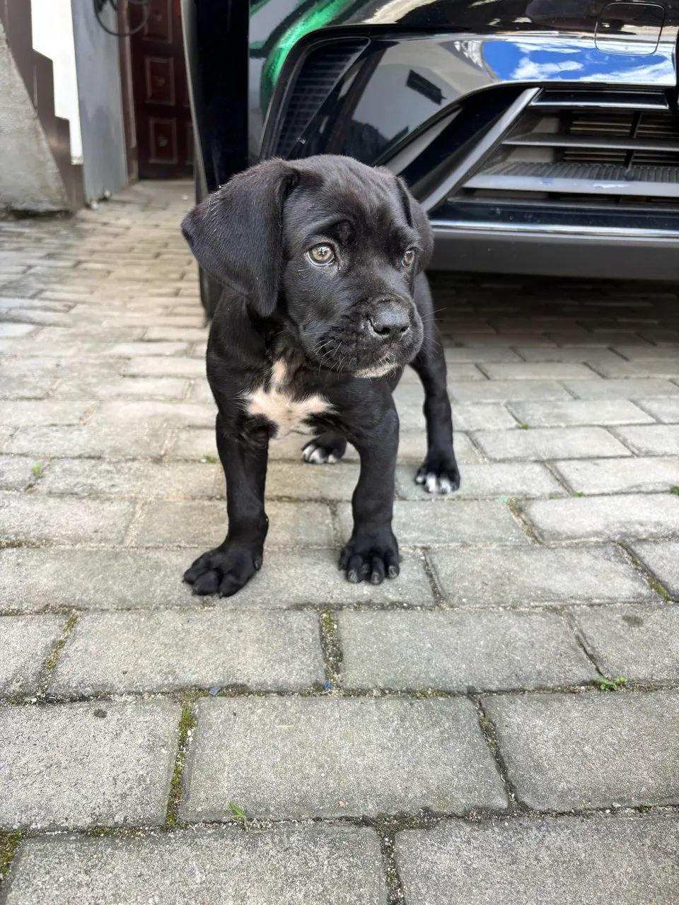 Filhote Cane Corso - Foto 4
