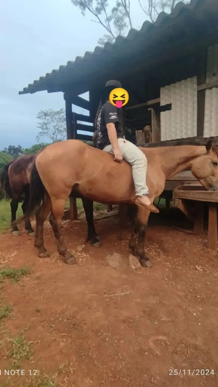vende-se égua  - Foto 2