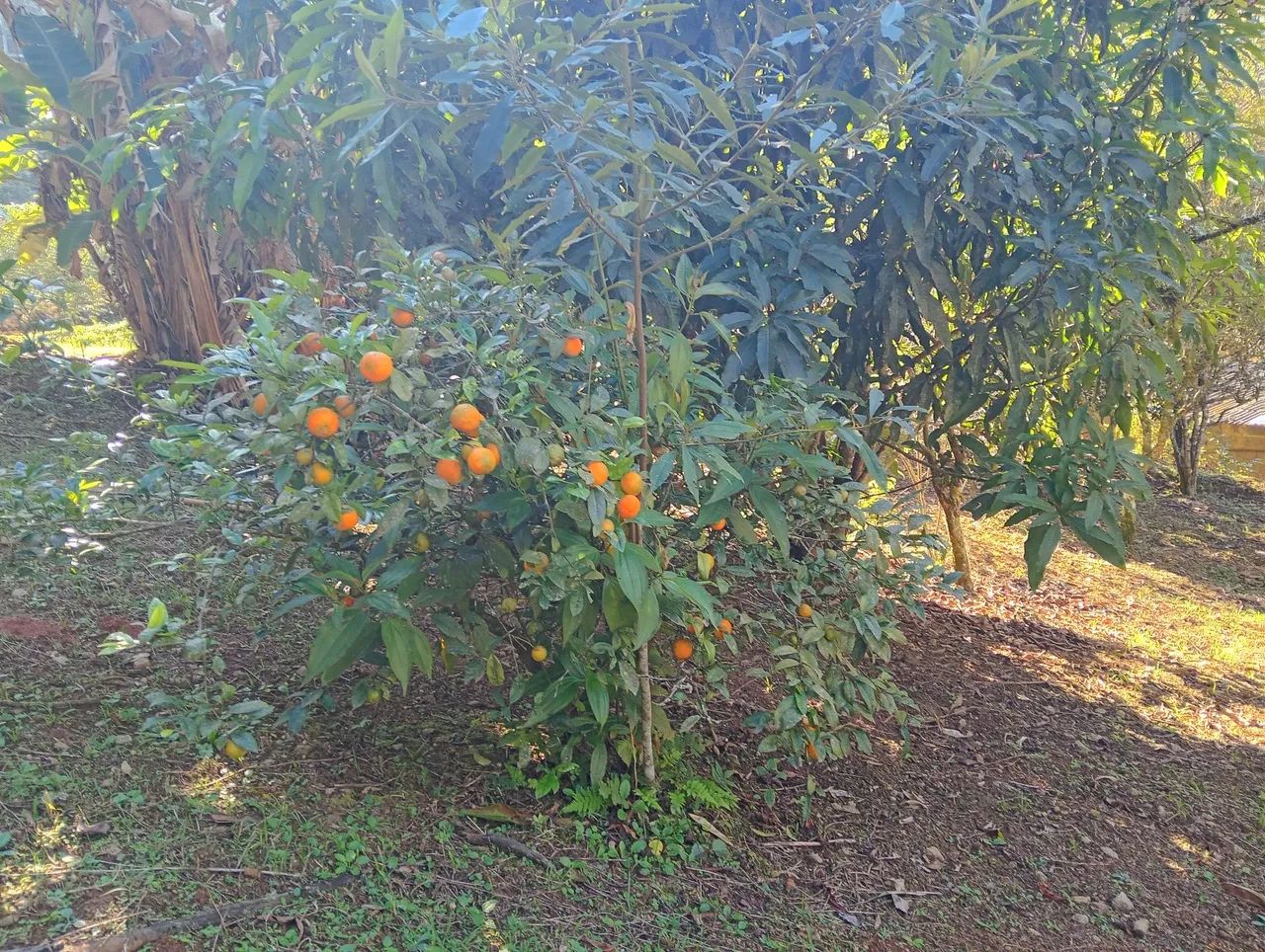 Chácaras e sítios a venda  - Foto 8
