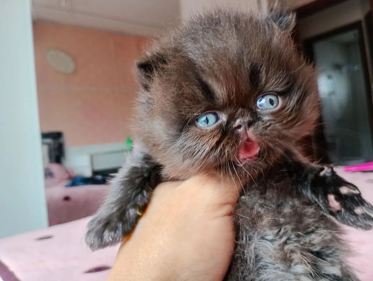 Gata persa legítima  - Foto 4