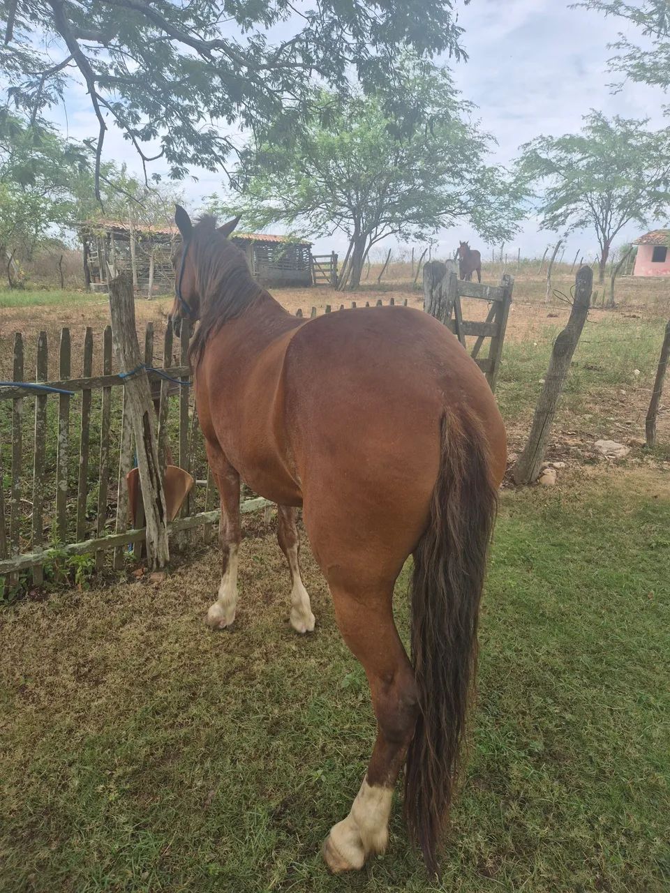 Vendo égua de picado. - Foto 4