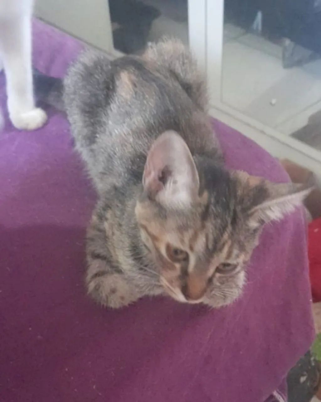 Doação de filhotes de gato - Foto 3