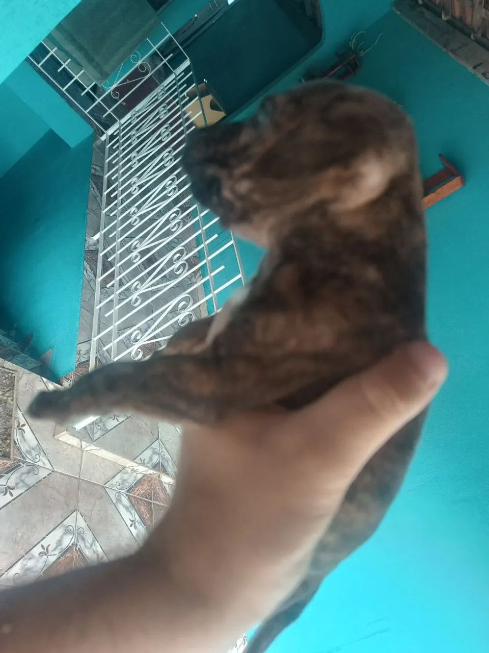 American Bully  - Foto 2