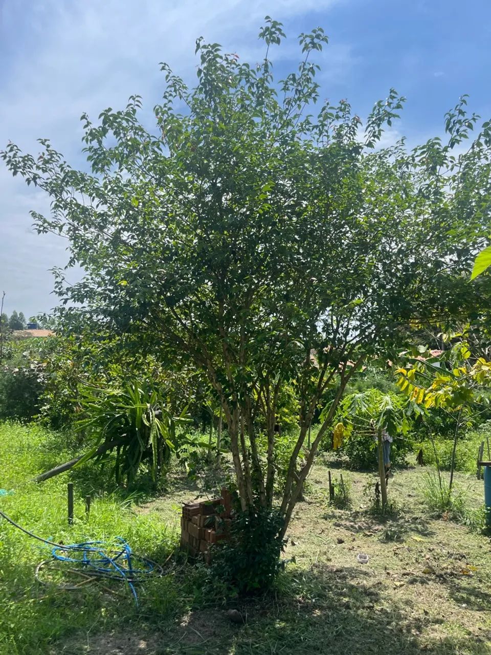 Vende-se chácara  - Foto 3