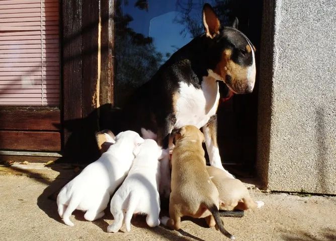 Fofura e amor em cada filhote ?